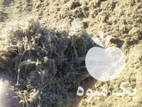 قیمت خرید تفاله جو تفاله گوجه کاه گندم باگاس در هرات در گروه خوراک دام و طیور در یکمیوه -عکس1