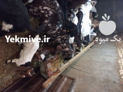 بز پاکستانی داشتی در گروه گاو و گوسفند و میش و بز کهره گوساله سمینتال در یکمیوه -عکس1