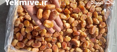 فروش خرما درجه یک صادراتی در باغستان در گروه خرید فروش عمده خرما - کبکاب تازه زاهدی خشک خارک در یکمیوه -عکس1