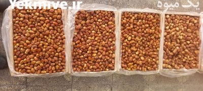 فروش خرما درجه یک صادراتی در باغستان در گروه خرید فروش عمده خرما - کبکاب تازه زاهدی خشک خارک در یکمیوه -عکس2