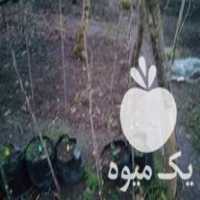 قیمت خرید کیوی خونی 2 ساله در گیلان در گروه خرید و فروش کیوی در یکمیوه