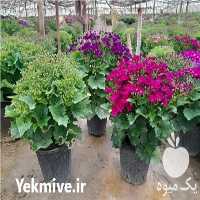 فروش گل رز هلندی در گروه خرید و فروش گیاهان زینتی در یکمیوه