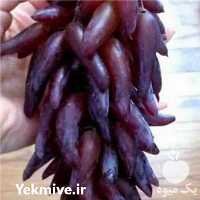 فروش بذر و نهال انگور شمشیری در گروه خرید و فروش نهال انگور در یکمیوه