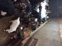 بز پاکستانی داشتی در گروه گاو و گوسفند و میش و بز کهره گوساله سمینتال در یکمیوه