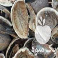 قیمت خرید پوست بادام پوست گردو پوست فندق در گروه خرید و فروش فندق در یکمیوه