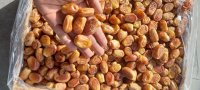 فروش خرما درجه یک صادراتی در باغستان