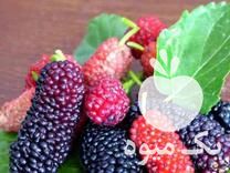 فروش نهال توت 5 ساله در گروه خرید و فروش نهال توت در یکمیوه -عکس1