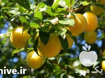 قیمت خرید نهال آلو خاکی با باردهی بسیار زیاد در گروه خرید و فروش نهال در یکمیوه -عکس1