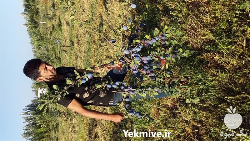 قیمت خرید نهال آلو استنلی در گروه خرید و فروش نهال در یکمیوه -عکس1