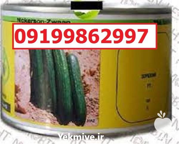 قیمت خرید سفارش بذر خیار سوپرینا اصل در گروه خرید و فروش بذر خیار در یکمیوه -عکس1