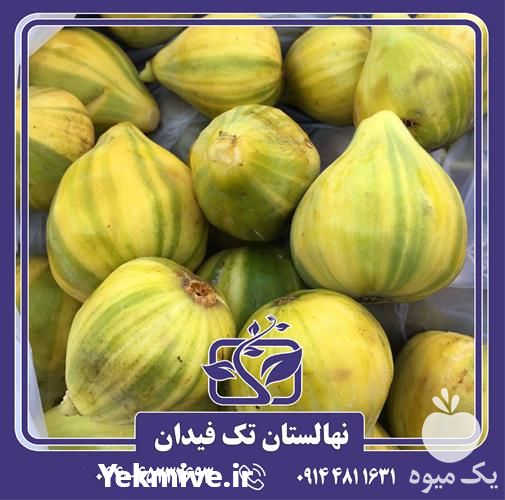 خرید و قیمت نهال انجیر تایگر در هرمز در گروه خرید و فروش نهال در یکمیوه -عکس1
