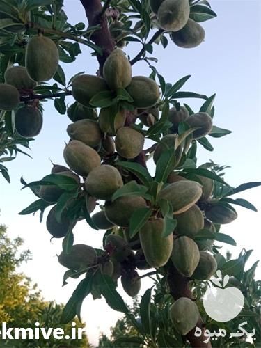 فروش عرضه نهال بادام دیرگل پر بار درجه یک در گروه خرید و فروش نهال بادام در یکمیوه -عکس1