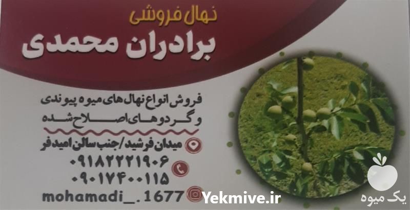 قیمت خرید نهال گردوی کاغذی در همدان در گروه خرید و فروش نهال گردو در یکمیوه -عکس1