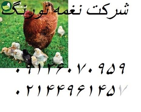 قیمت خرید جوجه محلی در تهران در گروه مرغ و خروس و بوقلمون و اردک قو قاز در یکمیوه -عکس1