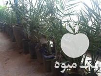 فروش نهال 5 ساله خرما در رشت در گروه خرید و فروش نهال خرما در یکمیوه -عکس1
