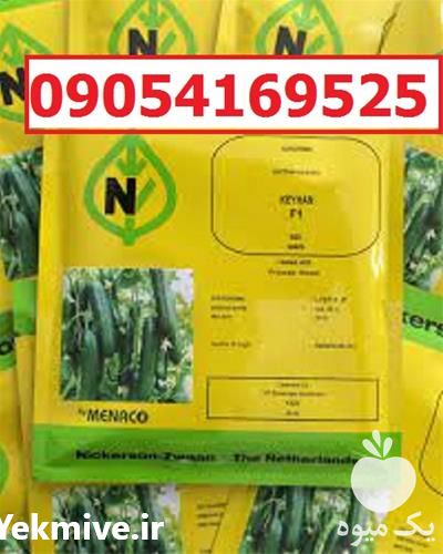 بذر خیار کیهان پرفروش اصل ارسال به سراسر کشور در گروه خرید و فروش بذر خیار در یکمیوه -عکس1