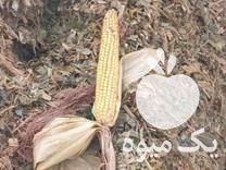 فروش علوفه ذرت شش تن در گروه خوراک دام و طیور در یکمیوه -عکس1