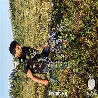 قیمت خرید نهال آلو استنلی در گروه خرید و فروش نهال در یکمیوه