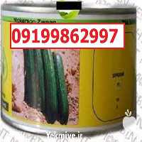 قیمت خرید سفارش بذر خیار سوپرینا اصل در گروه خرید و فروش بذر خیار در یکمیوه