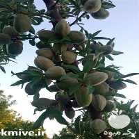 فروش عرضه نهال بادام دیرگل پر بار درجه یک در گروه خرید و فروش نهال بادام در یکمیوه
