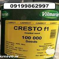 فروش بذر هویج کریستو ویلمورین با برگ های سبز قوی در گروه خرید و فروش بذر هویج در یکمیوه