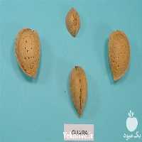 خرید و فروش نهال بادام گوارا در اردبیل در گروه خرید و فروش نهال بادام در یکمیوه