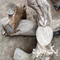 فروش چوب کنده درخت و کنده و قلم پسته در گروه خرید و فروش چوب و زغال در یکمیوه