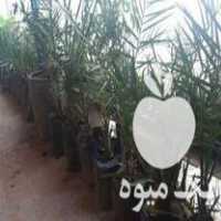 فروش نهال 5 ساله خرما در رشت در گروه خرید و فروش نهال خرما در یکمیوه