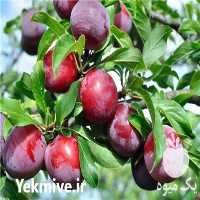 خرید نهال آلو سانتروزا در اصفهان در گروه خرید و فروش نهال در یکمیوه