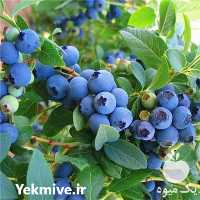 قیمت خرید نهال بلوبری بوته بلوبری در اصفهان در گروه خرید و فروش نهال بلوبری در یکمیوه