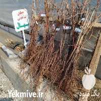قیمت خرید تهیه و ارسال نهال و ریشه انگور ارقام شاهانی و سیاه سردشت در ارومیه در گروه خرید و فروش نهال انگور در یکمیوه
