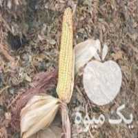 فروش علوفه ذرت شش تن در گروه خوراک دام و طیور در یکمیوه