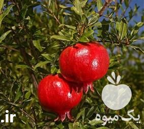 قیمت خرید نهال انار واندرفول در فارس در گروه خرید و فروش نهال انار در یکمیوه -عکس1