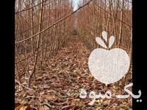 قیمت خرید نهالستان شندی نهال در گروه خرید و فروش نهالستان در یکمیوه -عکس1