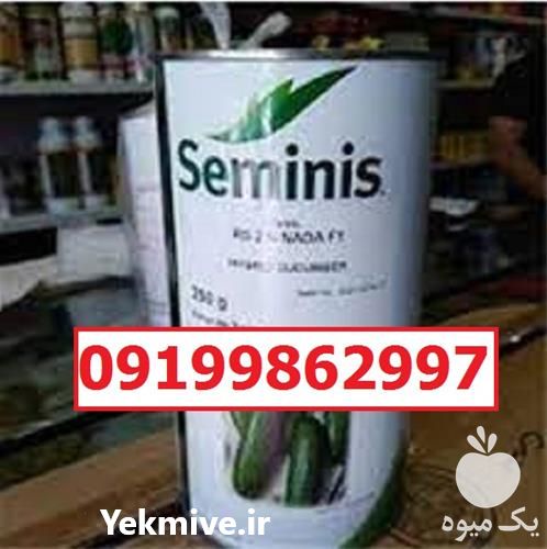 بذر خیار رویال پرفروش اصل در یزد در گروه خرید و فروش بذر خیار در یکمیوه -عکس1