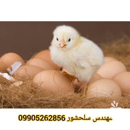 فروش تخم مرغ گوشتی در گروه انواع تخم ها در یکمیوه -عکس1