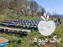 فروش زنبورعسل در لاهیجان در گروه خرید و فروش زنبورعسل در یکمیوه -عکس1