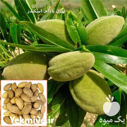 فروش نهال بادام دیرگل ایتلایی در اصفهان در گروه خرید و فروش نهال بادام در یکمیوه -عکس1