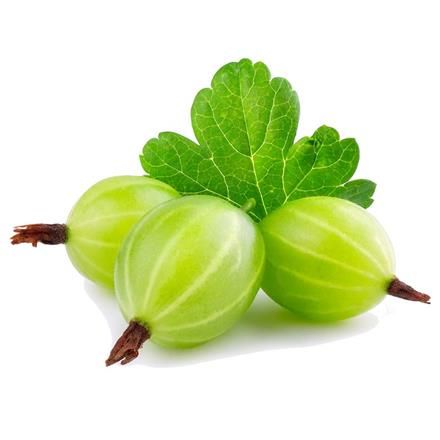 عرضه و فروش بذر و نهال انگور گوسی بری در گروه خرید و فروش نهال انگور در یکمیوه -عکس1