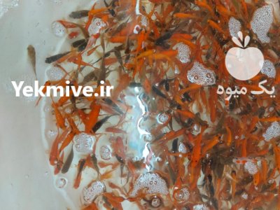 ماهی قرمز در گروه انواع ماهی - سالمون شیر کپور قرمز شوریده سفید گوپی مرکب در یکمیوه -عکس1