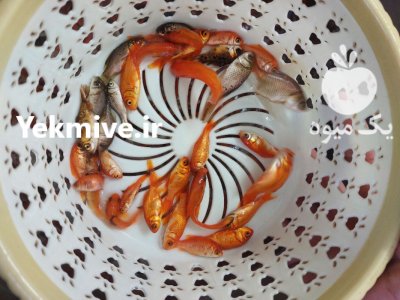 ماهی قرمز در گروه انواع ماهی - سالمون شیر کپور قرمز شوریده سفید گوپی مرکب در یکمیوه -عکس3