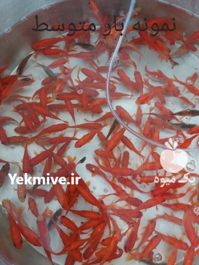 ماهی قرمز در گروه انواع ماهی - سالمون شیر کپور قرمز شوریده سفید گوپی مرکب در یکمیوه -عکس4