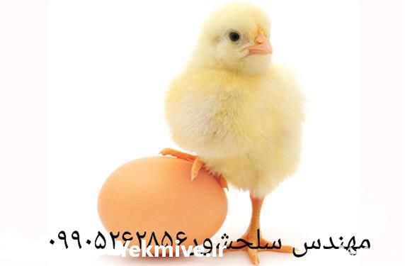 قیمت خرید تخم نطفه دار مرغ گوشتی در تهران در گروه انواع تخم ها در یکمیوه -عکس1