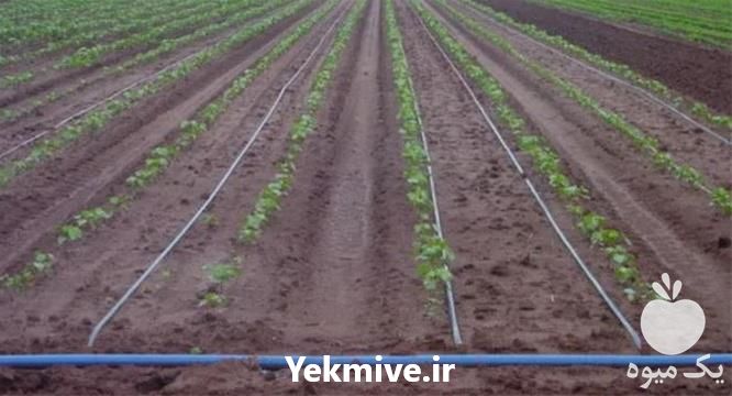 قیمت خرید طراحی سیستم آبیاری قطره ای و اجرای سیستم آبیاری در گروه خرید و فروش اتصالات و تجهیزات آبیاری در یکمیوه -عکس1