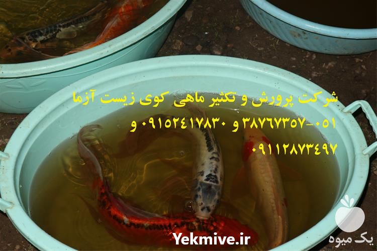 فروش انواع ماهی کوی در سایزهای مختلف در گروه خرید و فروش ماهی کوی در یکمیوه -عکس1