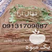 نهال پسته گلدانی پیوندک نهال و فروش قلمه در گروه خرید و فروش نهال پسته در یکمیوه