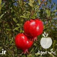 قیمت خرید نهال انار واندرفول در فارس در گروه خرید و فروش نهال انار در یکمیوه