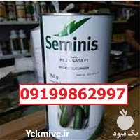 بذر خیار رویال پرفروش اصل در یزد در گروه خرید و فروش بذر خیار در یکمیوه