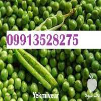 فروش بذر نخود فرنگی پر بار در گروه خرید و فروش بذر نخود در یکمیوه