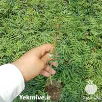 فروش تولید نهال پسته ucb 1 در گروه خرید و فروش نهال پسته در یکمیوه